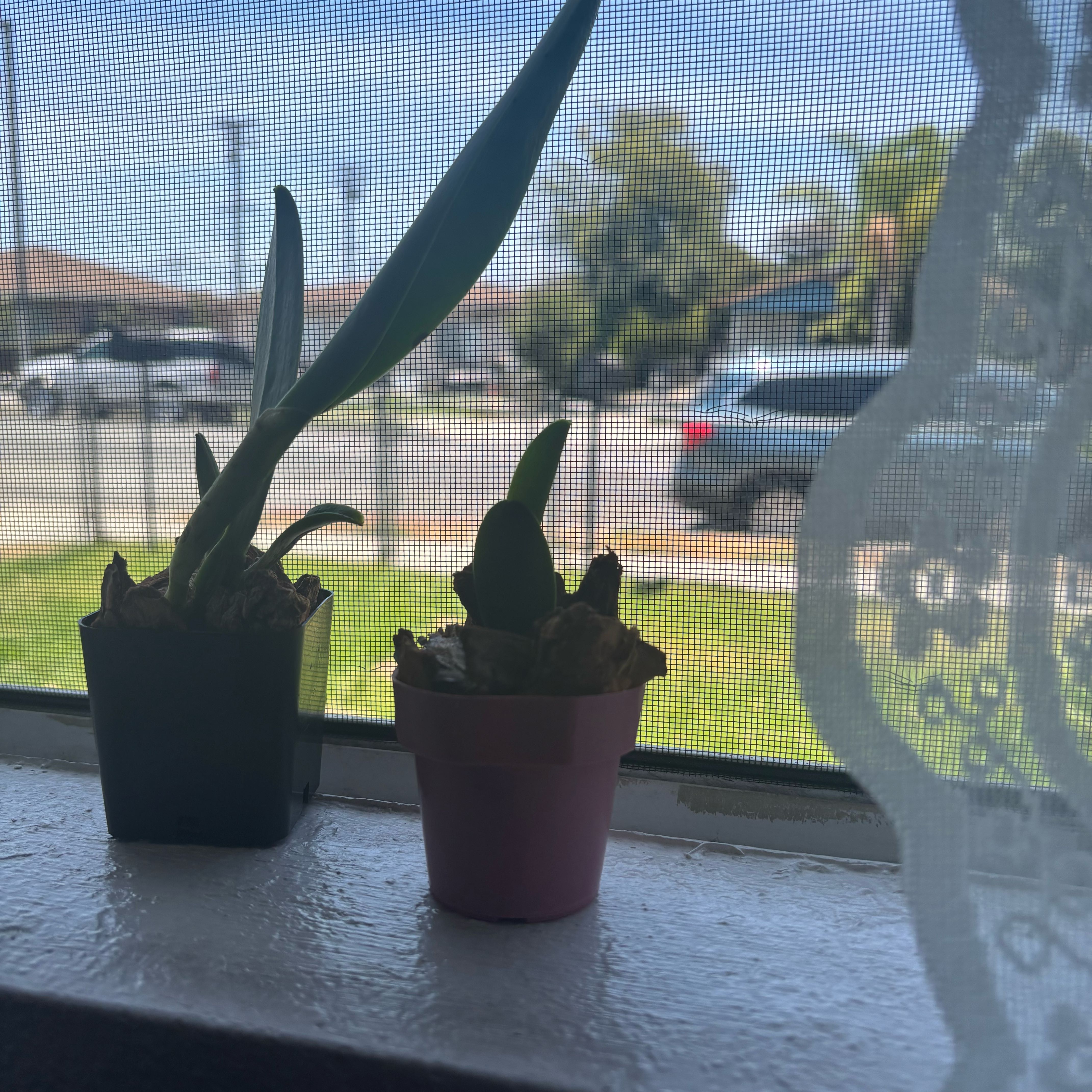 Photo of the plant species Cattleya Orchid by @xox._nat named twinkle&sprinkle on Greg, the plant care app