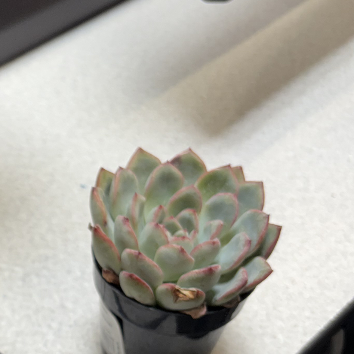 Photo of the plant species Pachyveria Little Jewel by @xox._nat named claire on Greg, the plant care app