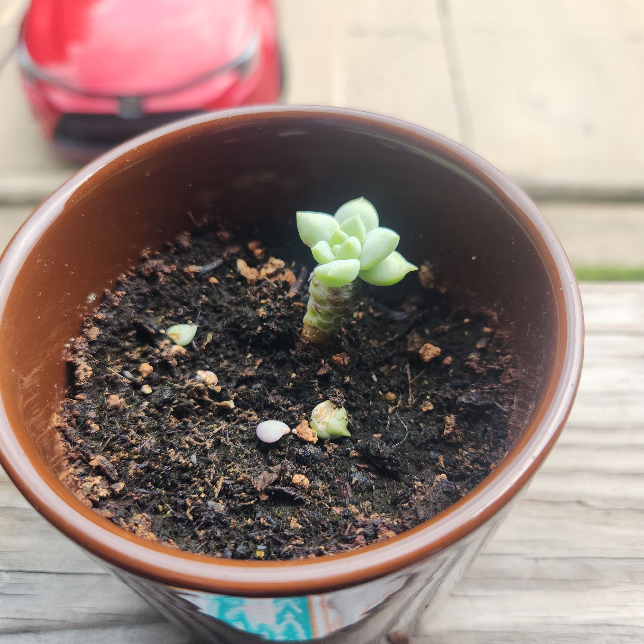 Photo of the plant species Graptopetalum paraguayense 'Jester' by @TidyDuwei26 named Nemo on Greg, the plant care app