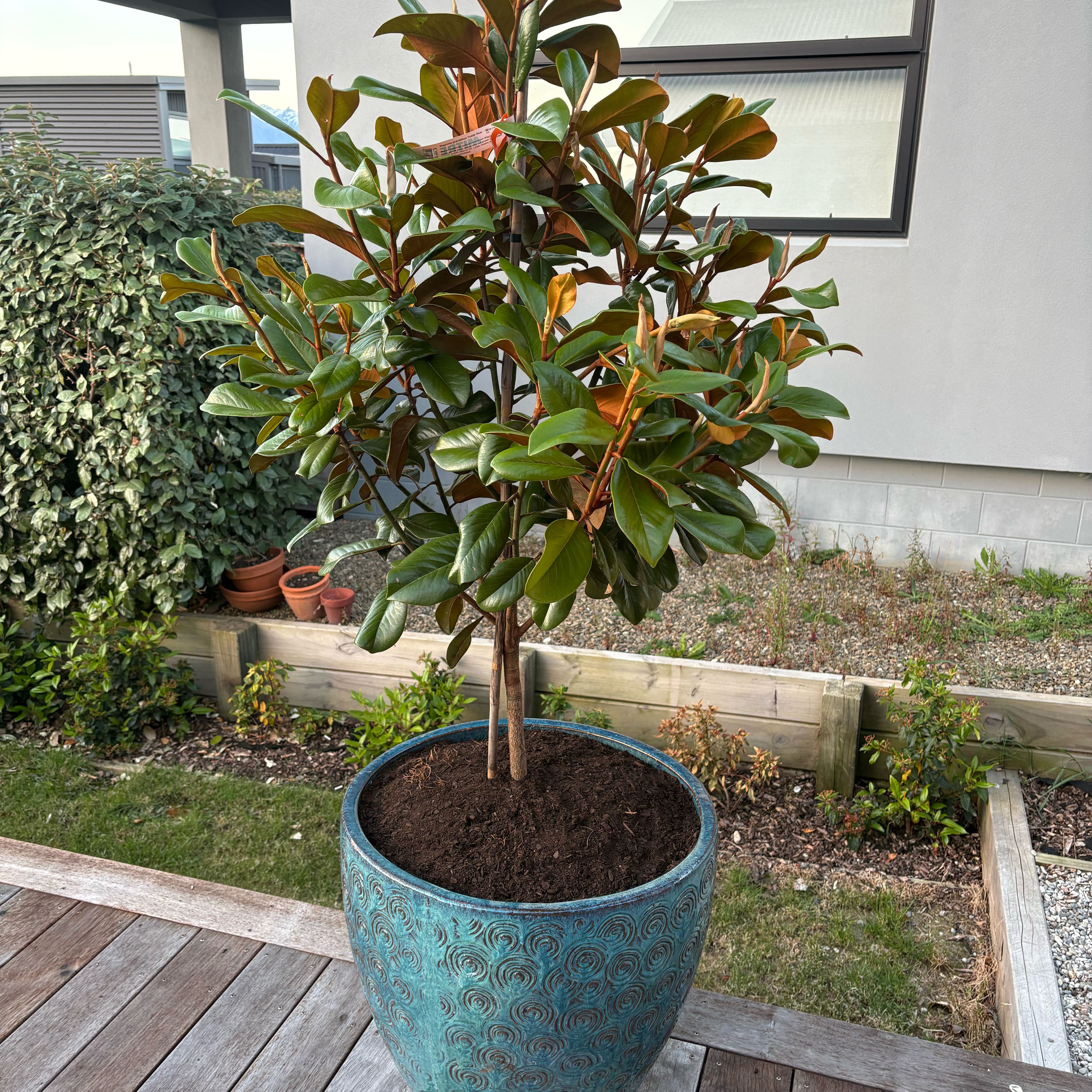 Photo of the plant species DD Blanchard Magnolia by @BigRedtree87 named Magnolia on Greg, the plant care app