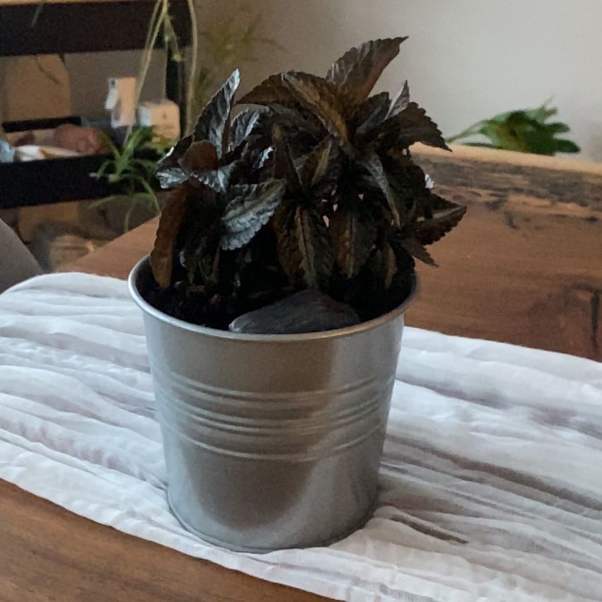 Photo of the plant species Pilea Spruceana by @UpbeatGuepinia0 named Ramon on Greg, the plant care app