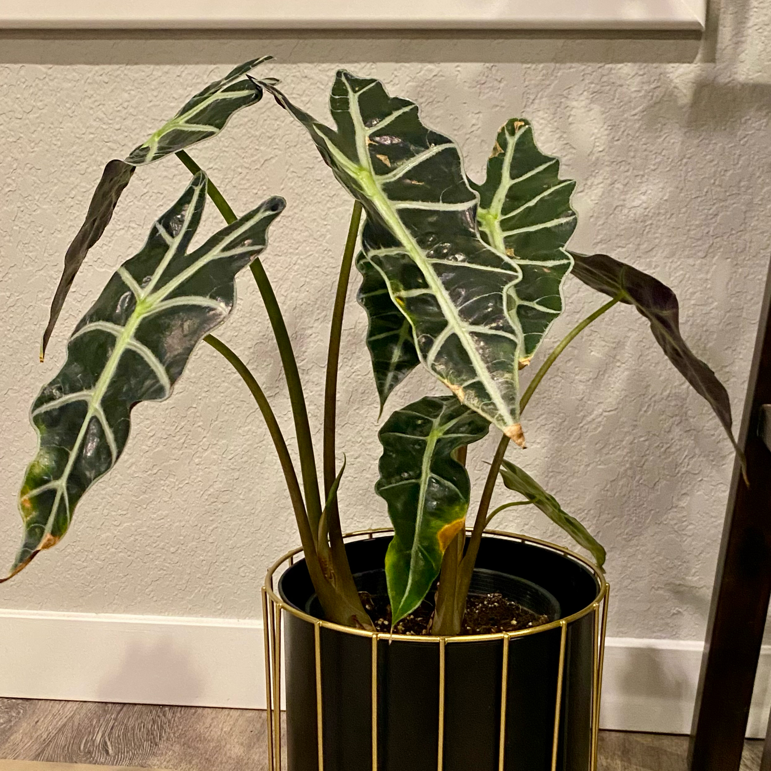 Photo of the plant species Amazonian Elephant's Ear by @UpbeatGuepinia0 named Falcore on Greg, the plant care app