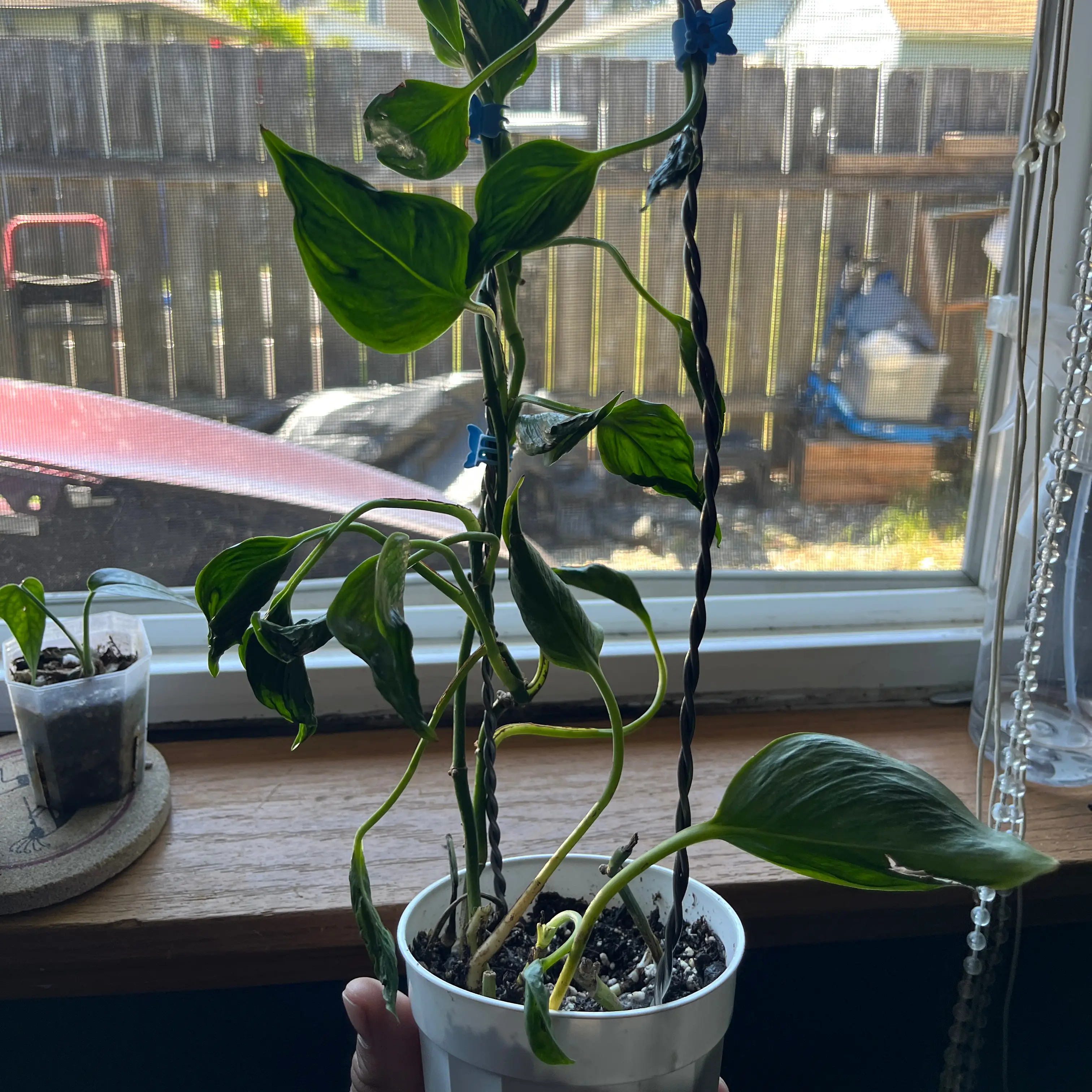 Photo of the plant species Pothos 'Shangri La' by @PumpedupCacto48 named Sonora on Greg, the plant care app