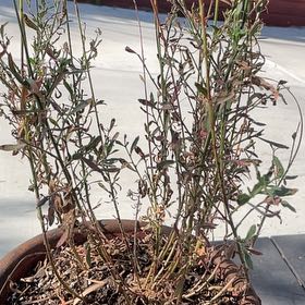 Photo of the plant species Lindheimer's Beeblossom by @UnharmedChaya named Elle on Greg, the plant care app