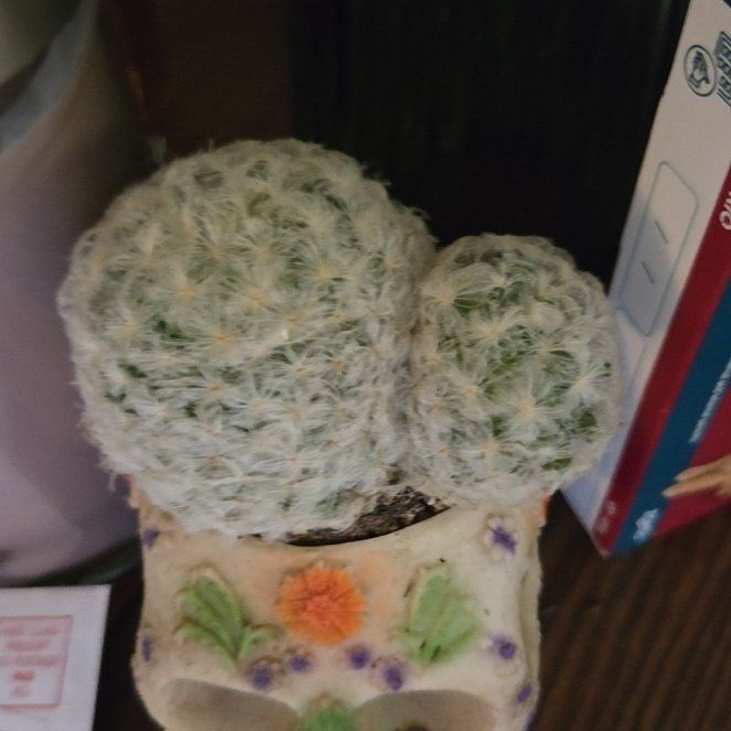 Photo of the plant species Feather Cactus by @GoldIvy62 named Skullboy on Greg, the plant care app