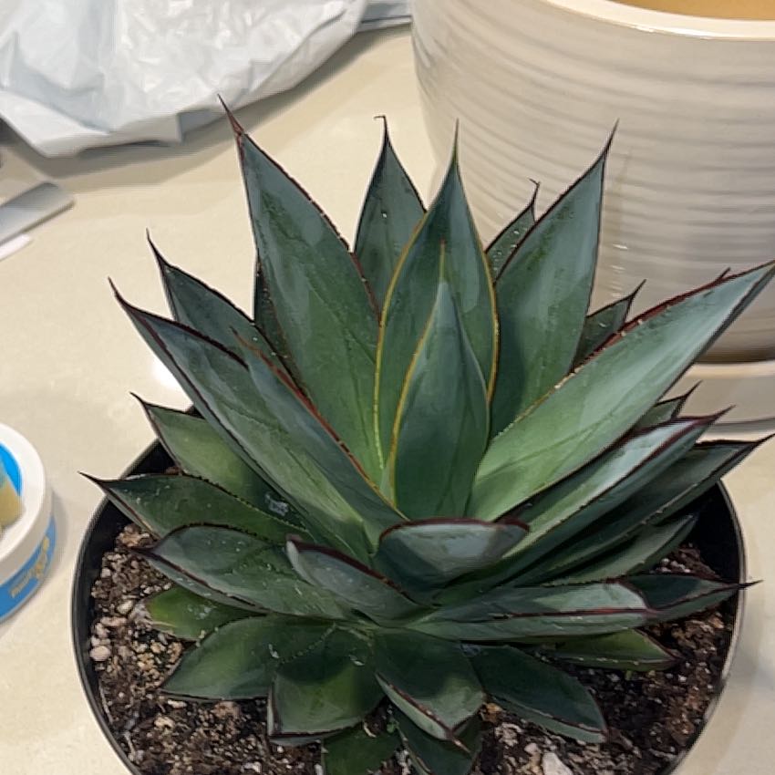 Photo of the plant species Agave 'Blue Glow' by @GoldSiamtulip31 named Tupot amaroot on Greg, the plant care app
