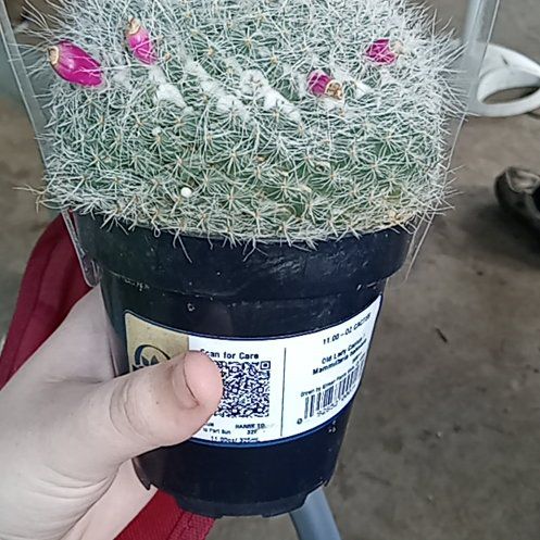Photo of the plant species Old Lady Cactus by @ZingRimu96 named Keanu Leaves on Greg, the plant care app