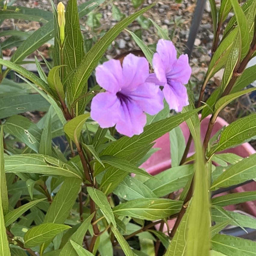 Photo of the plant species Mexican Bluebell by @SuaveHautree20 named Ronaldo on Greg, the plant care app