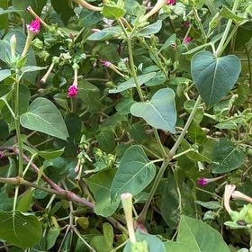 Photo of the plant species Marvel of Peru by @SuaveHautree20 named Kardashian on Greg, the plant care app