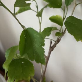 Photo of the plant species Korean Hibiscus by @SuaveHautree20 named Nemo on Greg, the plant care app