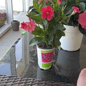 Photo of the plant species Dipladenia 'Rio' by @TiptopCorn45 named Lileep on Greg, the plant care app