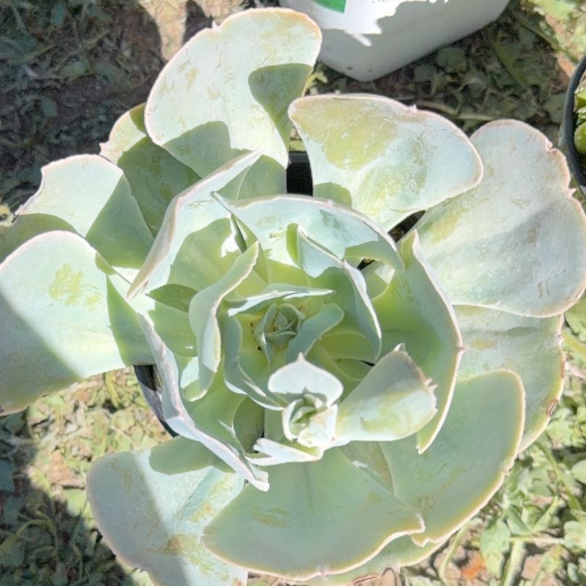 Photo of the plant species Pig's Ear by @MentorPinoak4 named Rihanna on Greg, the plant care app