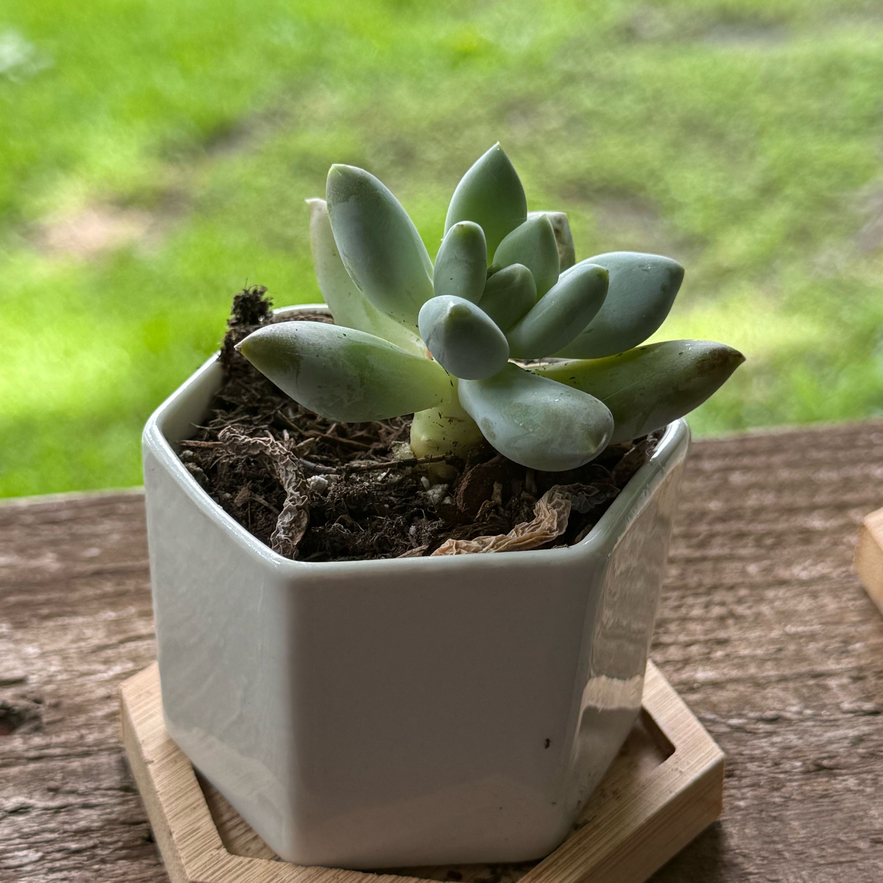 Photo of the plant species Pachyphytum 'Moon Silver' by @AtypicalFern86 named Moonymion on Greg, the plant care app