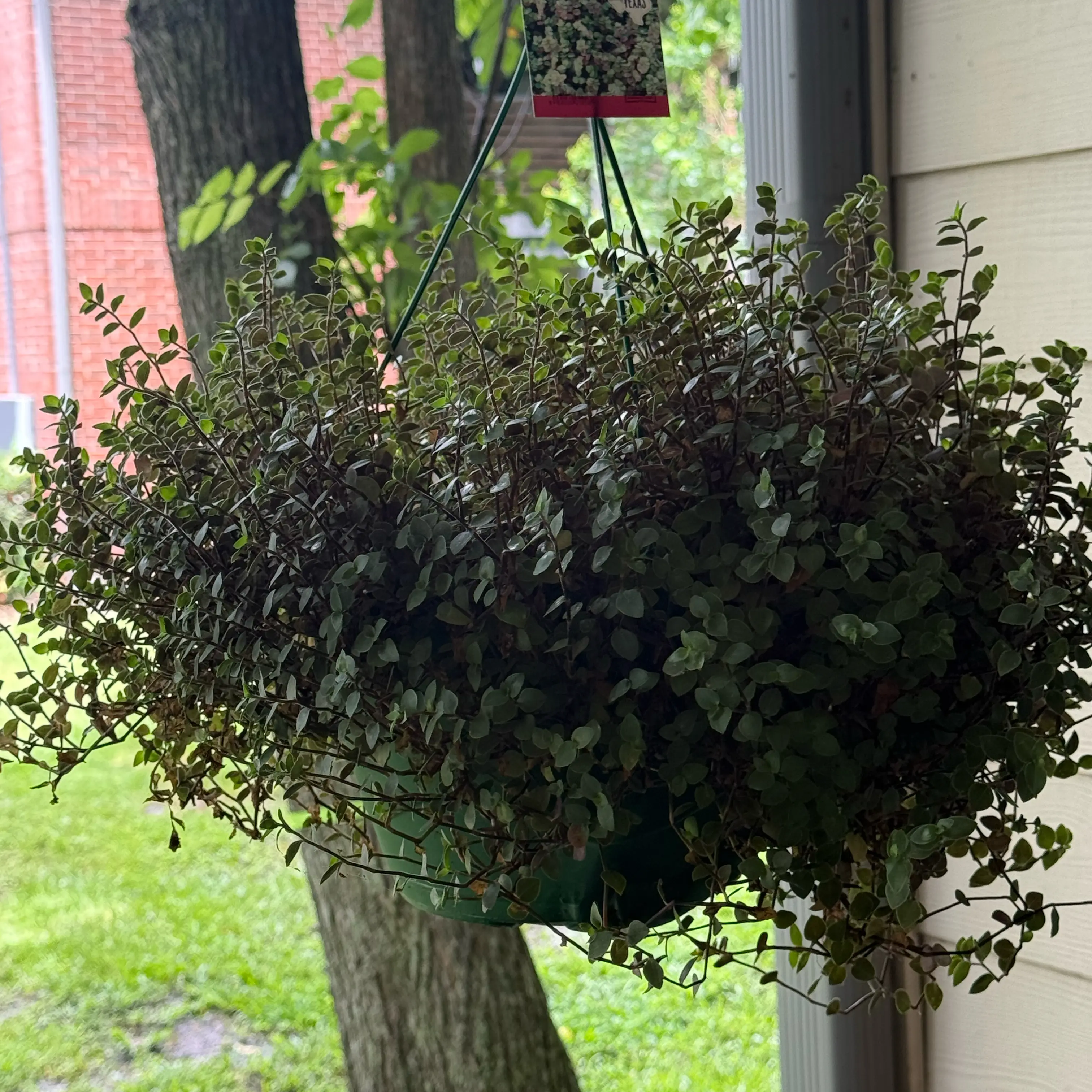 Photo of the plant species Turtle Vine by @AtypicalFern86 named Hydra on Greg, the plant care app