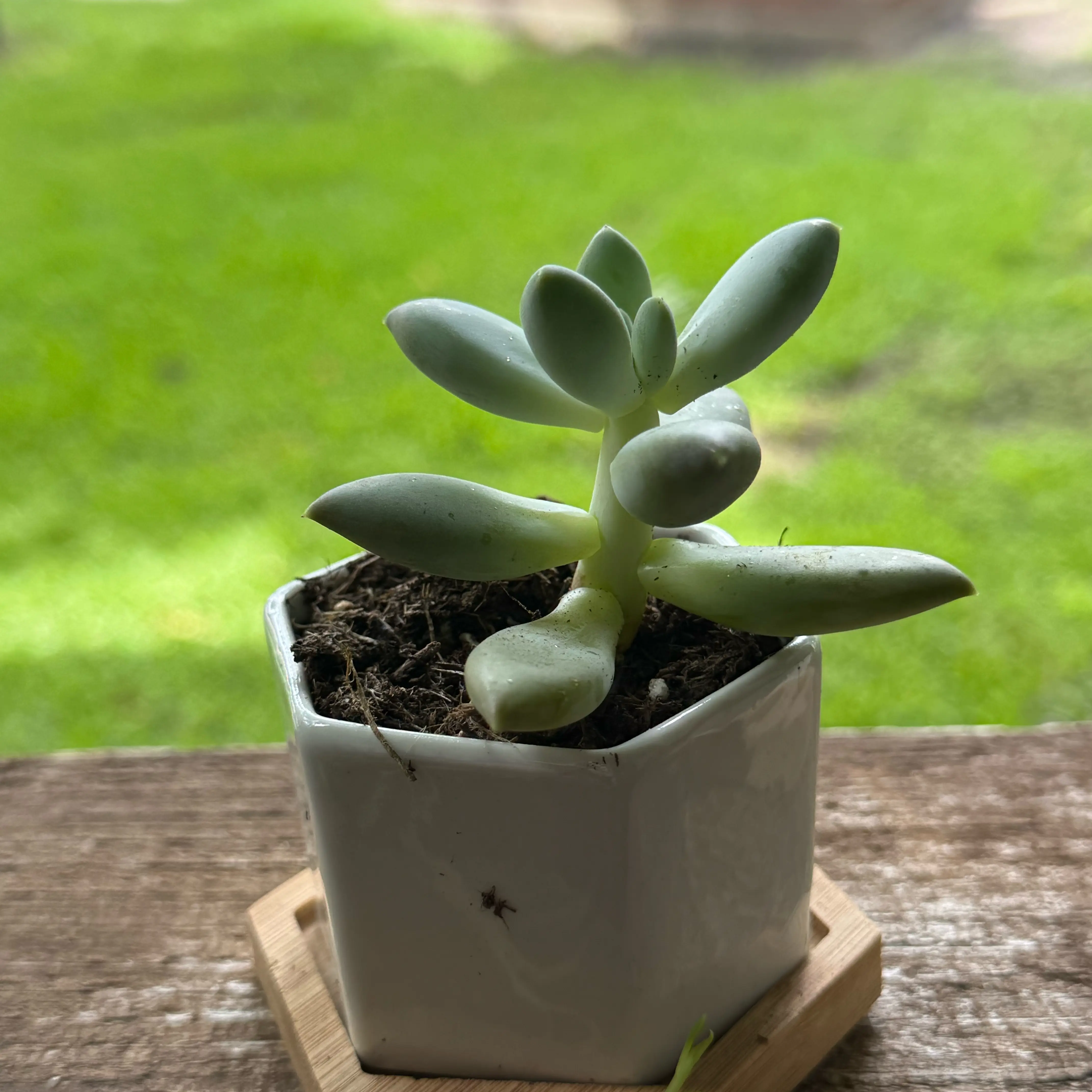 Photo of the plant species Pachyphytum 'Moon Silver' by @AtypicalFern86 named Silverene on Greg, the plant care app