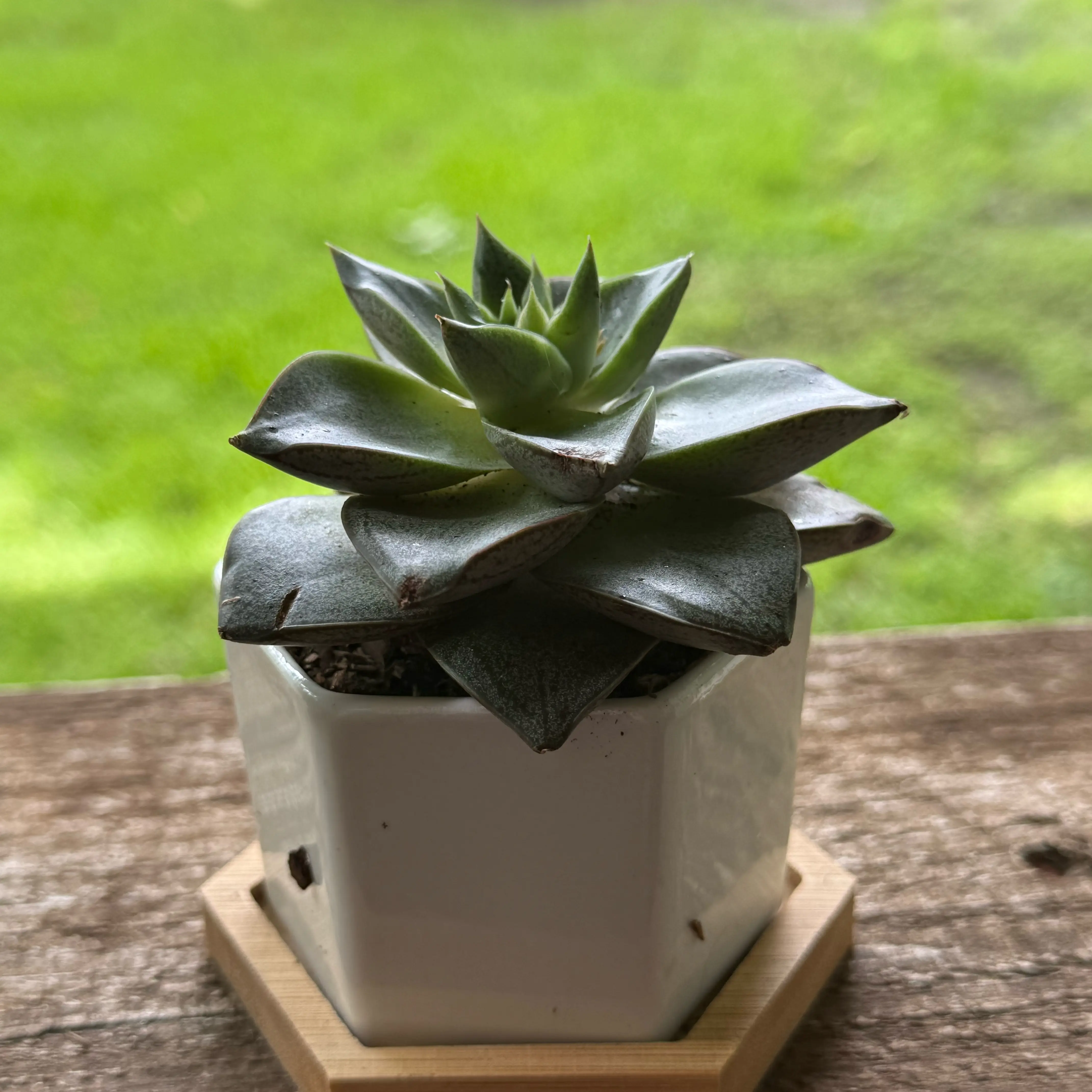 Photo of the plant species Echeveria purpusorum by @AtypicalFern86 named Purpheus on Greg, the plant care app