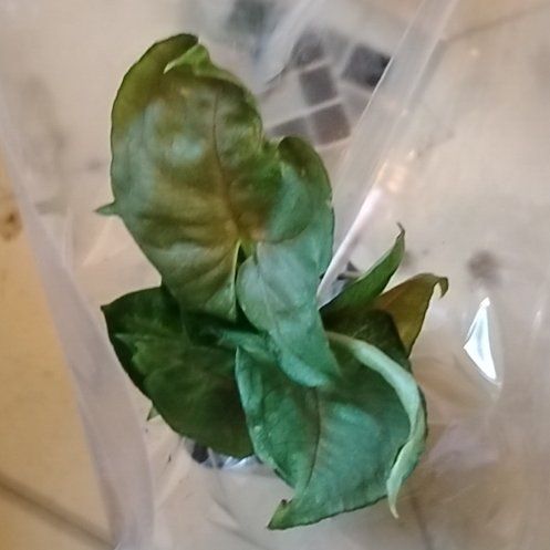 Photo of the plant species Murdannia by @NewBlackhoya20 named Bieber on Greg, the plant care app