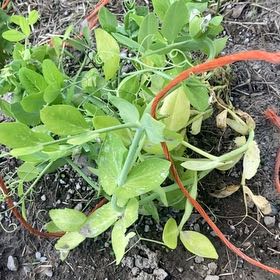 Photo of the plant species Peas by @VocalQuince1 named Fernie Mac on Greg, the plant care app