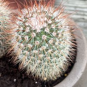 Photo of the plant species Mammillaria densispina by @LadySoybean92 named Kardashian on Greg, the plant care app