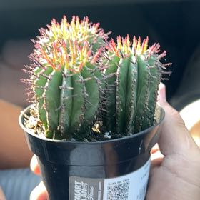 Photo of the plant species Milk Barrel Cactus by @FabCliantro14 named Dugtrio on Greg, the plant care app