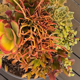 Photo of the plant species Pig's Ear by @StaunchTutsan98 named Navajo on Greg, the plant care app