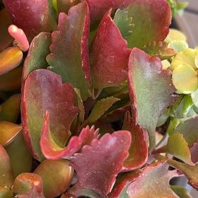 Photo of the plant species Pig's Ear by @StaunchTutsan98 named Tupot amaroot on Greg, the plant care app