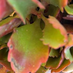 Photo of the plant species Pig's Ear by @StaunchTutsan98 named Madonna on Greg, the plant care app