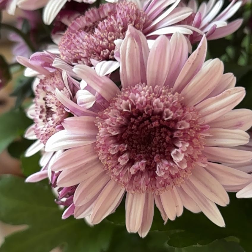 Photo of the plant species China Aster by @StaunchTutsan98 named Osmo on Greg, the plant care app