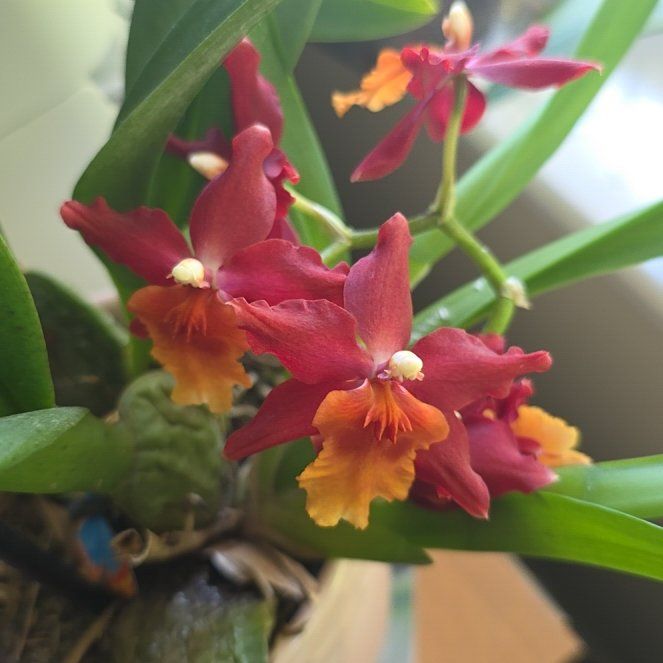 Photo of the plant species Fire Star Orchid by @BonusMendoza41 named Darwin on Greg, the plant care app