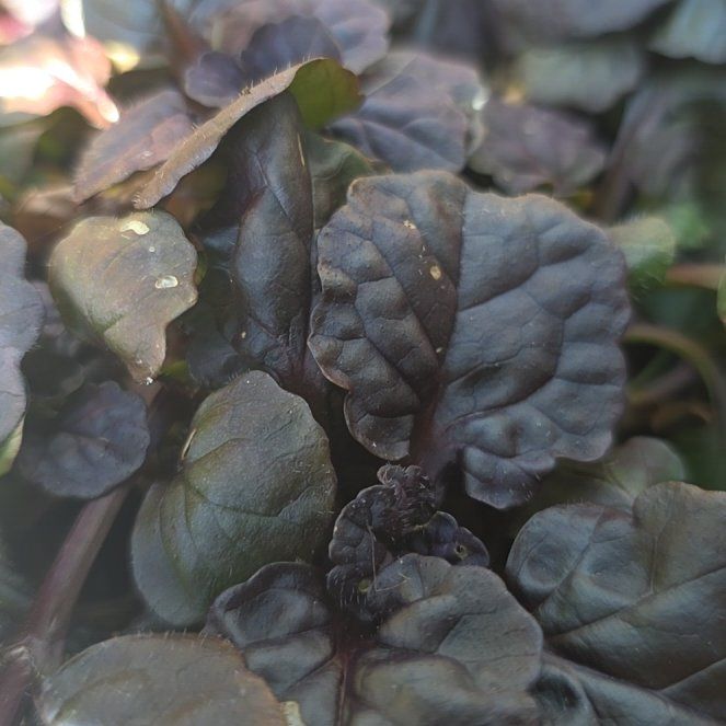 Photo of the plant species Blue Bugle by @BonusMendoza41 named Captain Plant-it on Greg, the plant care app