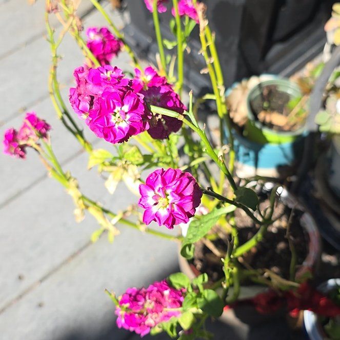 Photo of the plant species Brompton Stock by @BonusMendoza41 named Orwell on Greg, the plant care app