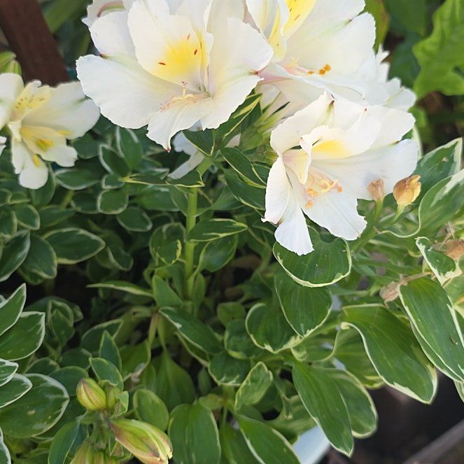 Photo of the plant species Lily of the Incas by @BonusMendoza41 named Peter Parker on Greg, the plant care app