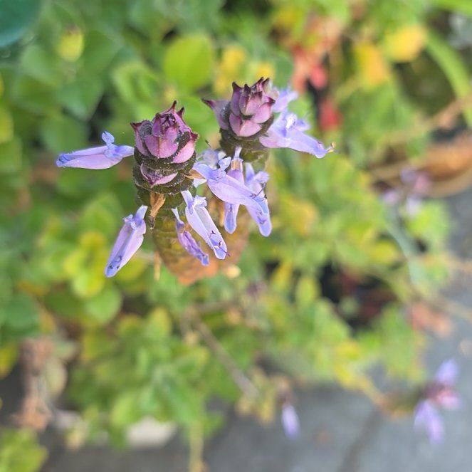 Photo of the plant species Lobster Bush by @BonusMendoza41 named Madonna on Greg, the plant care app