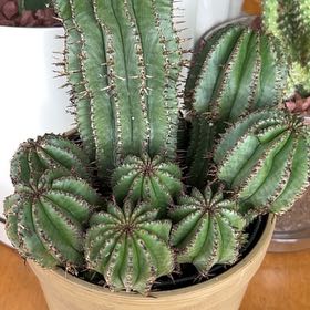 Photo of the plant species Milk Barrel Cactus by @TopGardenia41 named Monkey on Greg, the plant care app