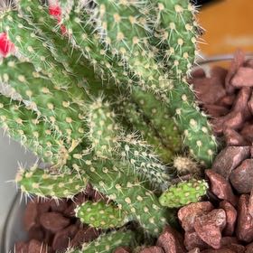 Photo of the plant species Cane Cholla by @TopGardenia41 named Tejas on Greg, the plant care app