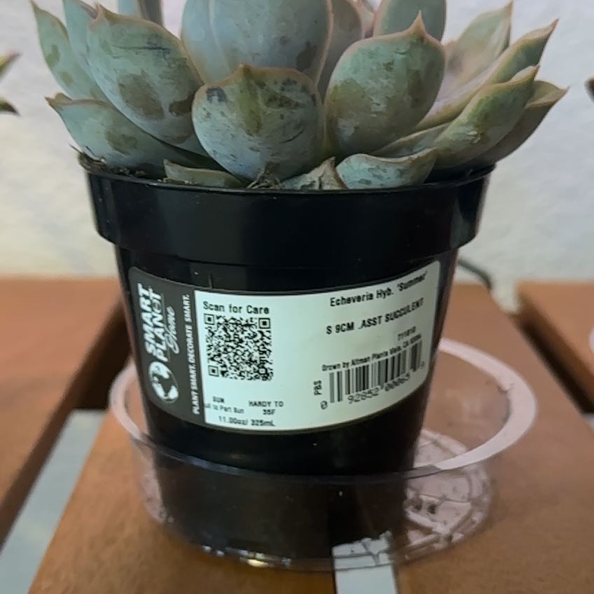 Photo of the plant species Echeveria 'summer' by @FabLacefern36 named Sigmund on Greg, the plant care app