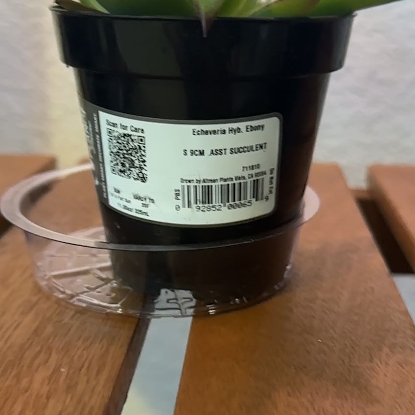 Photo of the plant species Echeveria Ebony by @FabLacefern36 named Sir Plancelot on Greg, the plant care app