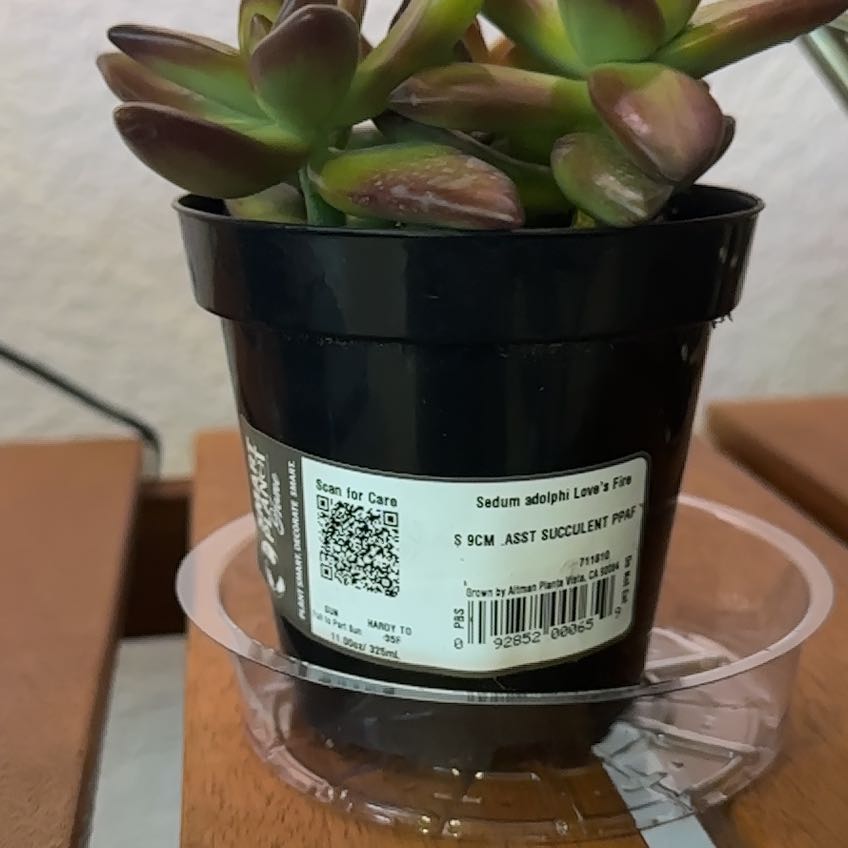 Photo of the plant species Sedum adolphi 'Love's Fire' by @FabLacefern36 named Xena on Greg, the plant care app