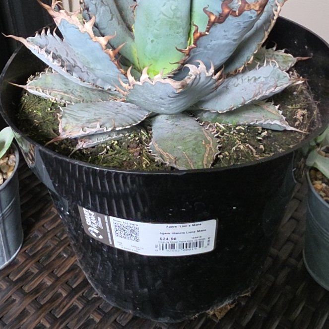Photo of the plant species Agave titanota 'Lion's Mane' by @BrainyBlue99 named Austen on Greg, the plant care app