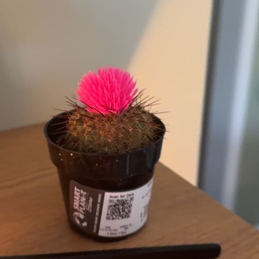 Photo of the plant species Chihuahuan Beehive by @Polkadot137 named Gomez on Greg, the plant care app