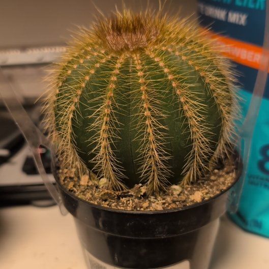 Photo of the plant species Notocactus warasii by @HeartyPhlox42 named Lil Fat on Greg, the plant care app