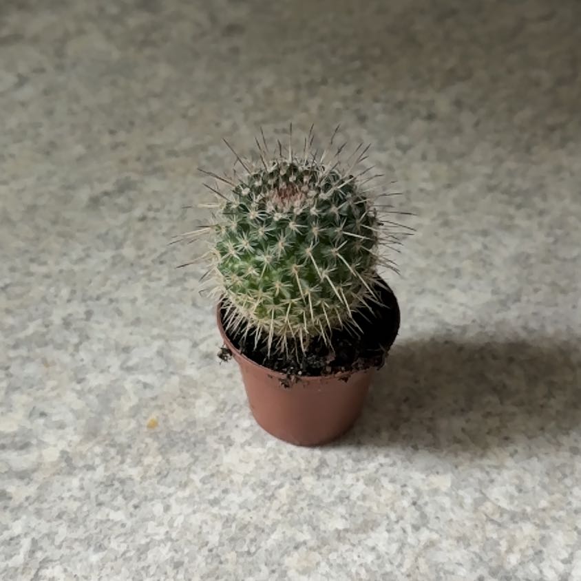 Photo of the plant species Owl's Eye Cactus by @SirCordmoss62 named Patrice on Greg, the plant care app