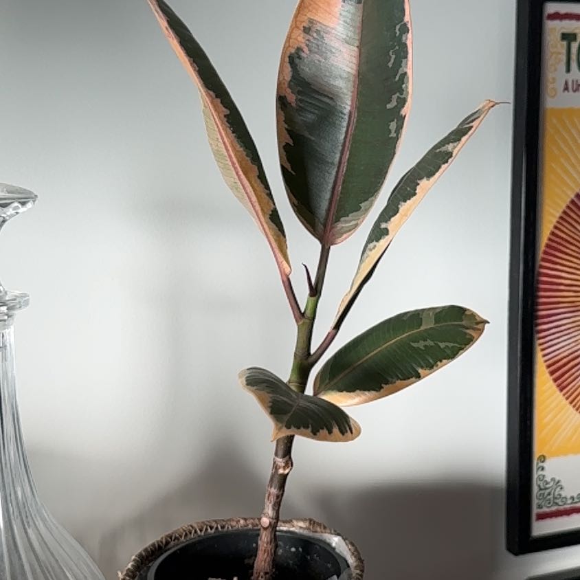 Photo of the plant species Rubber Plant 'Belize' by @MellowJonquil27 named Gates on Greg, the plant care app