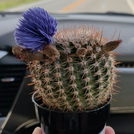Photo of the plant species Grafted Cacti by @DinkumOricad13 named Dolores on Greg, the plant care app