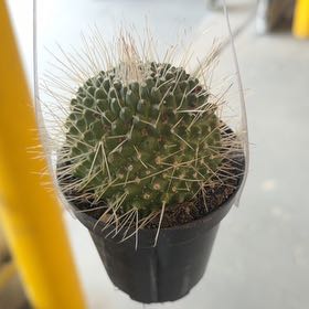 Photo of the plant species Mammillaria spinosissima 'Un Pico' by @KindMedeola43 named Lowry on Greg, the plant care app