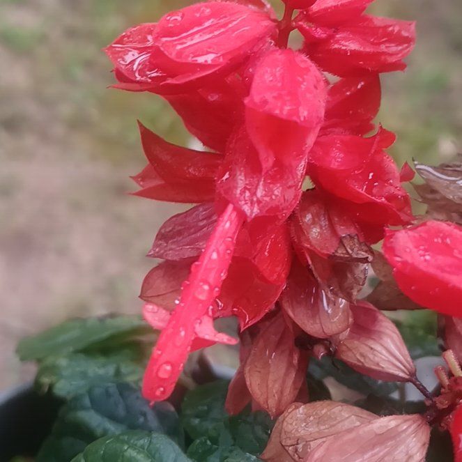 Photo of the plant species Scarlet Sage by @PractisedMakole named Nemo on Greg, the plant care app
