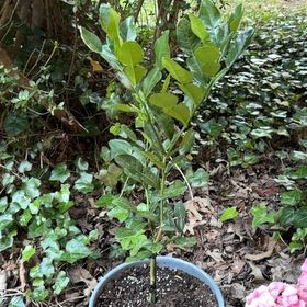 Photo of the plant species Mexican Lime by @AtypicalPansy85 named Hemingway on Greg, the plant care app