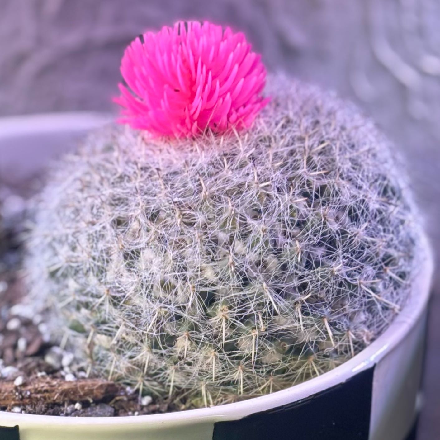 Photo of the plant species Old Lady Cactus by @RadRimu16 named Zeus on Greg, the plant care app