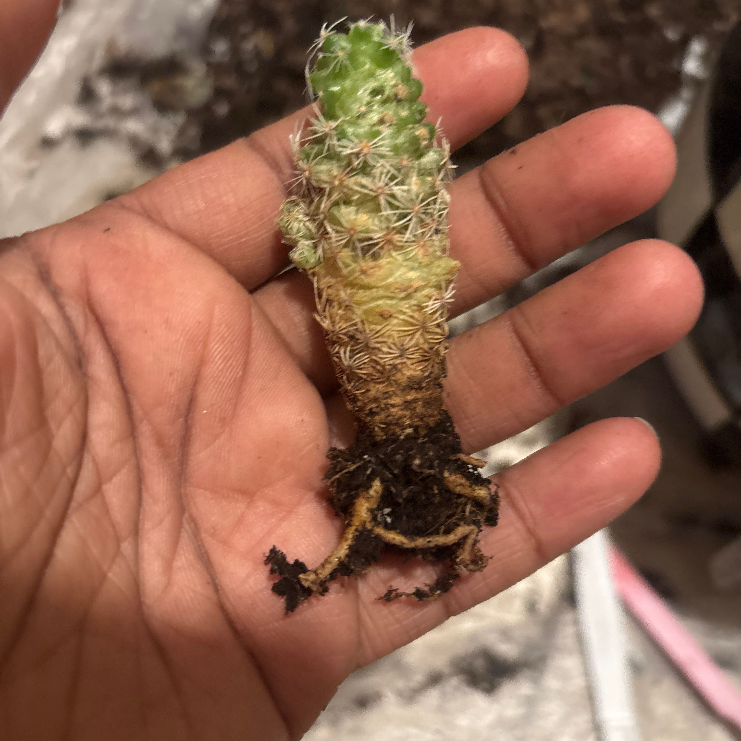 Photo of the plant species Thimble Cactus by @RadRimu16 named Pax on Greg, the plant care app