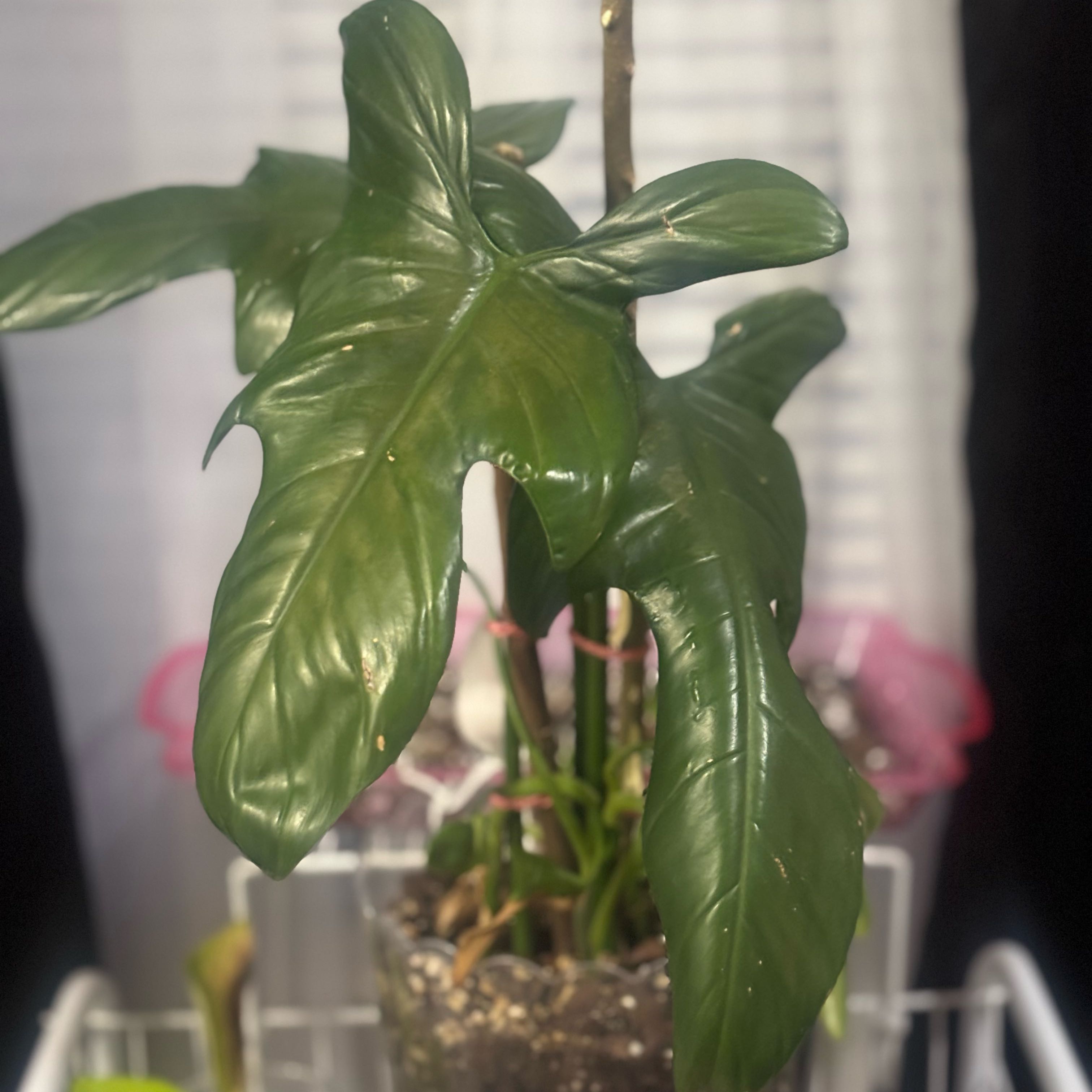 Photo of the plant species Philodendron Bipennifolium by @RadRimu16 named Giddy on Greg, the plant care app